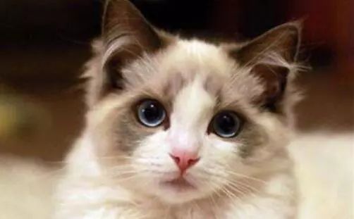 猫品种排名前十_十大猫品种_猫品种大全100种图片/