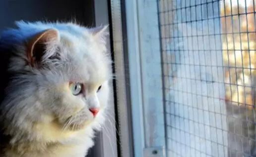 十大猫品种_猫品种大全100种图片_猫品种排名前十/