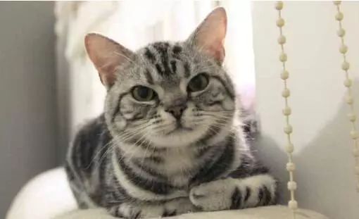 猫品种排名前十_十大猫品种_猫品种大全100种图片/