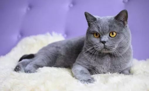 猫品种排名前十_十大猫品种_猫品种大全100种图片/