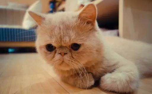 十大猫品种_猫品种排名前十_猫品种大全100种图片/