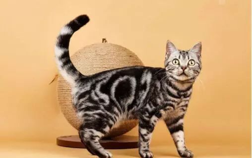 猫品种大全100种图片_猫品种排名前十_十大猫品种/