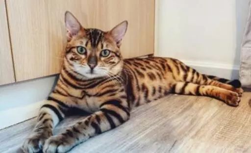 猫品种排名前十_猫品种大全100种图片_十大猫品种/