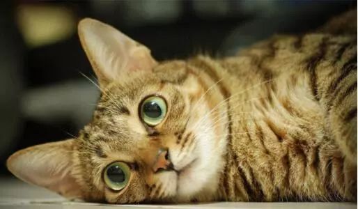 猫品种排名前十_十大猫品种_猫品种大全100种图片/