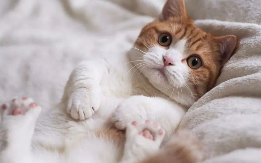 曼基康猫缺点和优点_曼基康猫是什么意思_曼基康猫多少钱一只/
