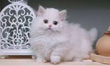 曼基康猫是什么意思_曼基康猫缺点和优点_曼基康猫多少钱一只/