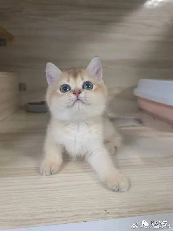 便宜好养活的小型宠物_耐便宜宠物养小狗的品种_耐养便宜的小宠物/
