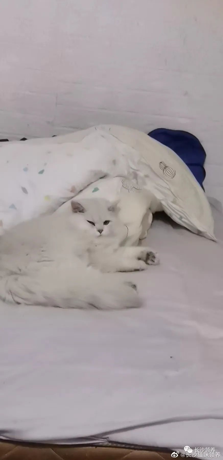 耐养便宜的小宠物_耐便宜宠物养小狗的品种_便宜好养活的小型宠物/
