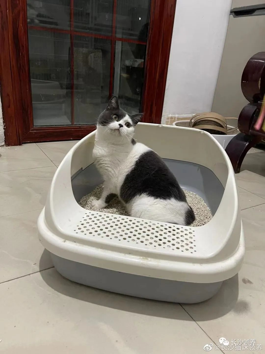 耐便宜宠物养小狗的品种_便宜好养活的小型宠物_耐养便宜的小宠物/