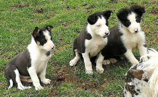 犬牧羊幼崽_牧羊犬_犬牧羊边境纯种边牧幼犬/