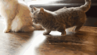 曼基康猫缺点和优点_曼基康猫是什么意思_曼基康猫多少钱一只/