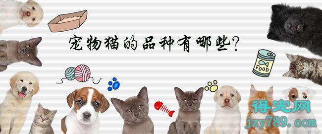 有哪些猫种_有哪些种类猫_猫的种类有哪些/