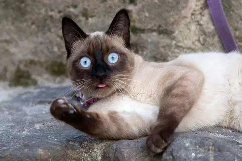 宠物猫有什么种类_宠物种类猫有哪些_宠物猫有多少种类/