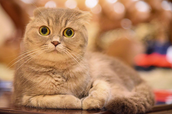 宠物猫便宜的多少钱_普通宠物猫价格_宠物猫价格100以下/
