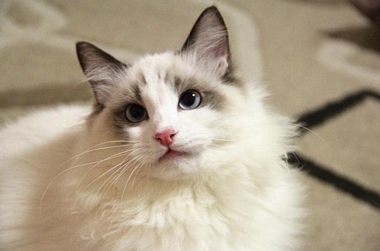最便宜的猫咪多少钱一只/
