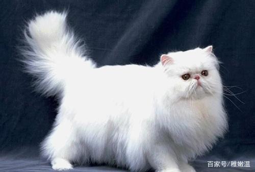 笨猫多只_笨猫吧_十大最笨的猫/