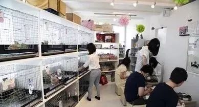 宠物钱店开家要交税吗_开一家宠物店大概要多少钱_宠物钱店开家要多少钱/