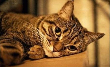 猫侍里的猫是什么品种_美国宠物猫品种_美国短毛猫品种/