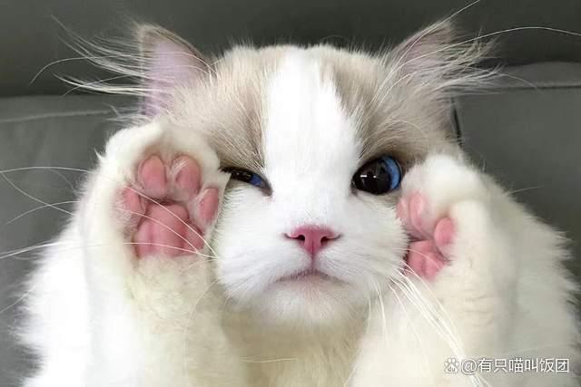 笨猫吧_十大最笨的猫_笨猫图片/