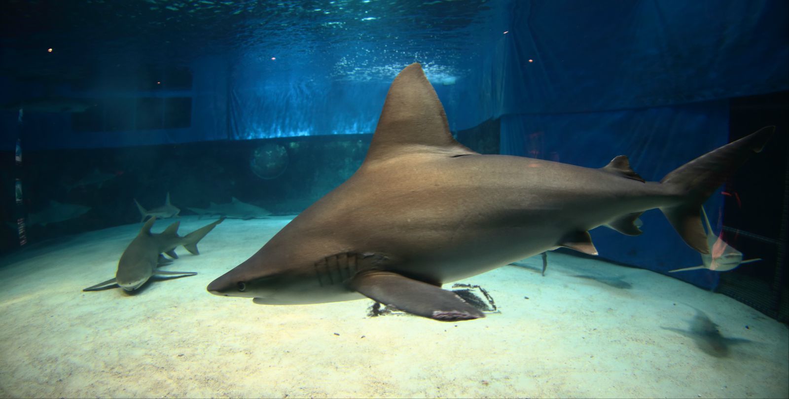 最好养的水族宠物_养什么水族动物东西最霸气_养水生动物/
