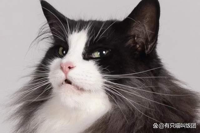 十大最笨的猫_笨猫图片_笨猫吧/