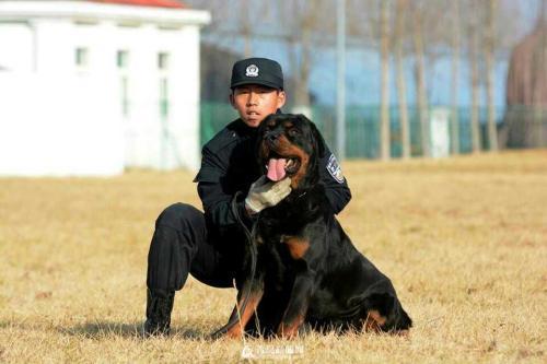 警犬中国品种_中国的警犬第一名_中国警犬官网/
