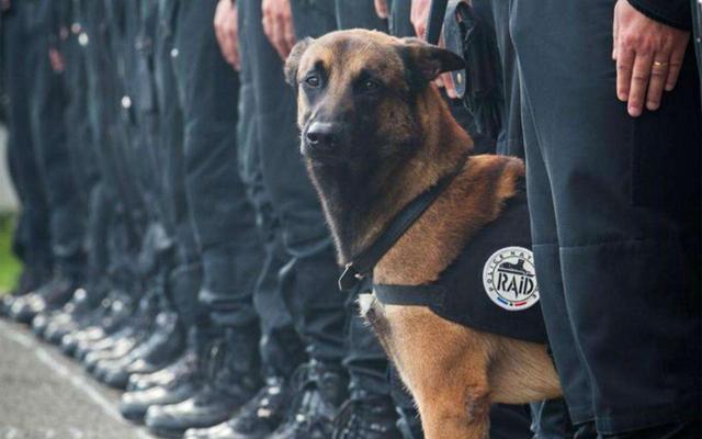 中国警犬官网_警犬中国品种_中国的警犬第一名/